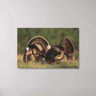 Vild kalkon, Meleagris gallopavo,hanar Canvastryck
