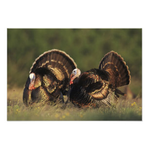 Vild kalkon, Meleagris gallopavo,hanar Fototryck