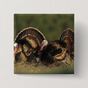 Vild kalkon, Meleagris gallopavo,hanar Knapp