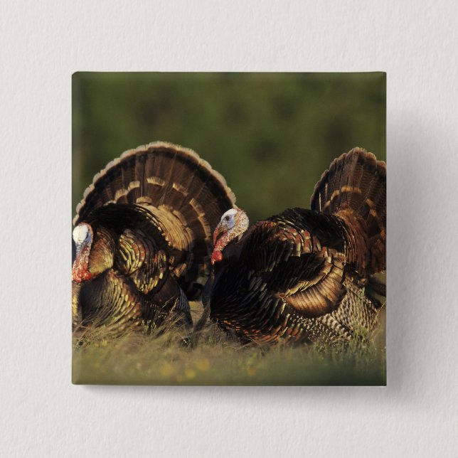 Vild kalkon, Meleagris gallopavo,hanar Knapp (Framsida)