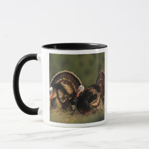 Vild kalkon, Meleagris gallopavo,hanar Mugg