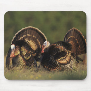 Vild kalkon, Meleagris gallopavo,hanar Musmatta