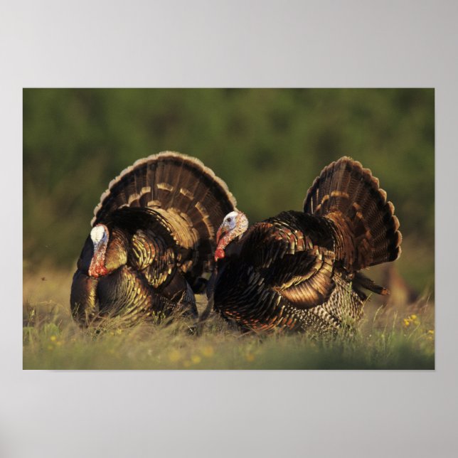 Vild kalkon, Meleagris gallopavo,hanar Poster (Framsidan)