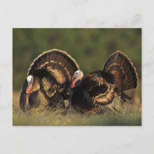 Vild kalkon, Meleagris gallopavo,hanar Vykort