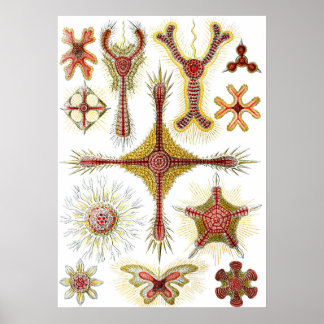 Vild Kamille av Ernst Haeckel, Vintage Natur Poster