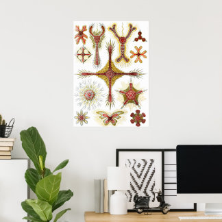 Vild Kamille av Ernst Haeckel, Vintage Natur Poster
