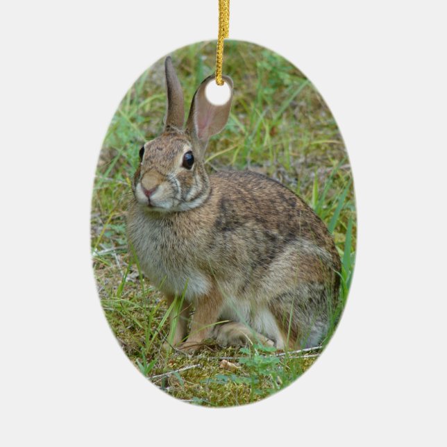 Vild Kanin Östra Bomullssvans Ornament (Framsidan)