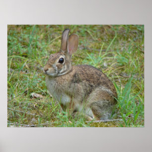 Vild Kanin Östra Cottontail II Poster