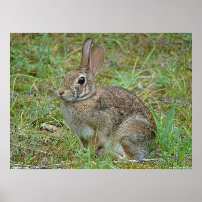Vild Kanin Östra Cottontail II Poster (Framsidan)