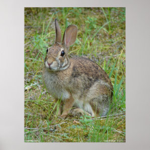 Vild Kanin Östra, kontaktton Poster