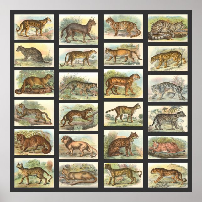 Vild katt poster (Framsidan)