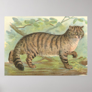 Vild katt poster