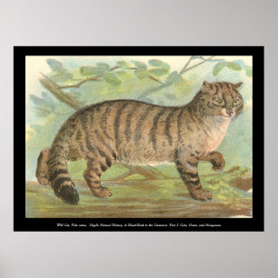 Vild katt poster