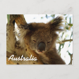 Vild koala sover på eucalyptus träd, Australien Vykort