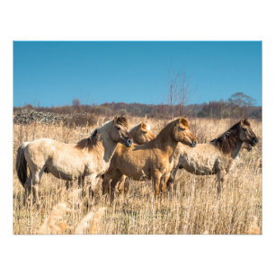 Vild Konik ponies Wicken Fen Cambridgeshire UK Fototryck