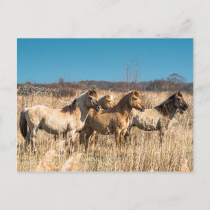Vild Konik ponies Wicken Fen Cambridgeshire UK Vykort