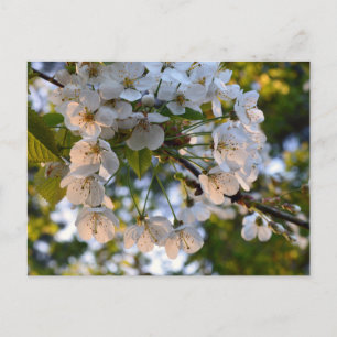 Vild körsbärsblomma vykort