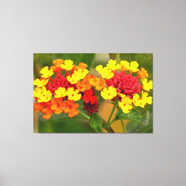 VILD LANTANA 32 x 48 Canvastryck (Framsida)