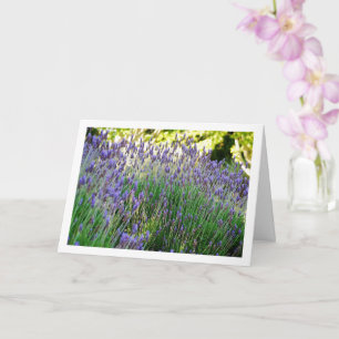 Vild Lavendel Porträtt Kort