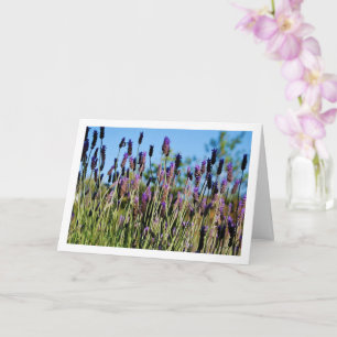 Vild Lavender Blå himmel Porträtt Kort