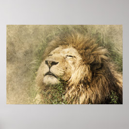 Vild Lejon Safari Jungle Artwork Photo Poster