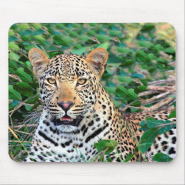 Vild Leopard i Afrika Musmatta