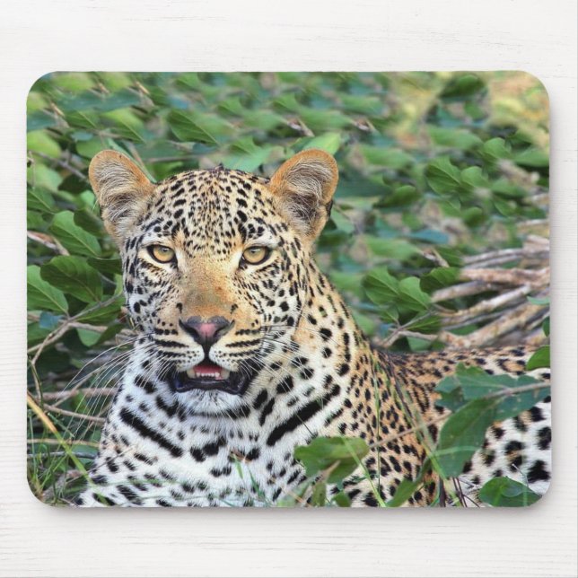 Vild Leopard i Afrika Musmatta (Framsidan)