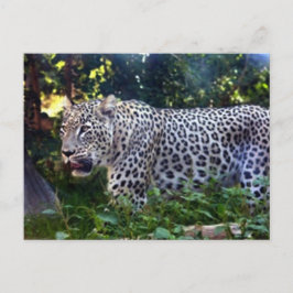 Vild Leopards Vykort