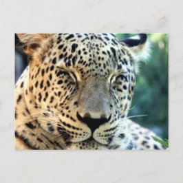 Vild Leopards Vykort