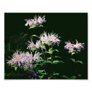 Vild Lila Be Balm Flowers 8x10 Fototryck