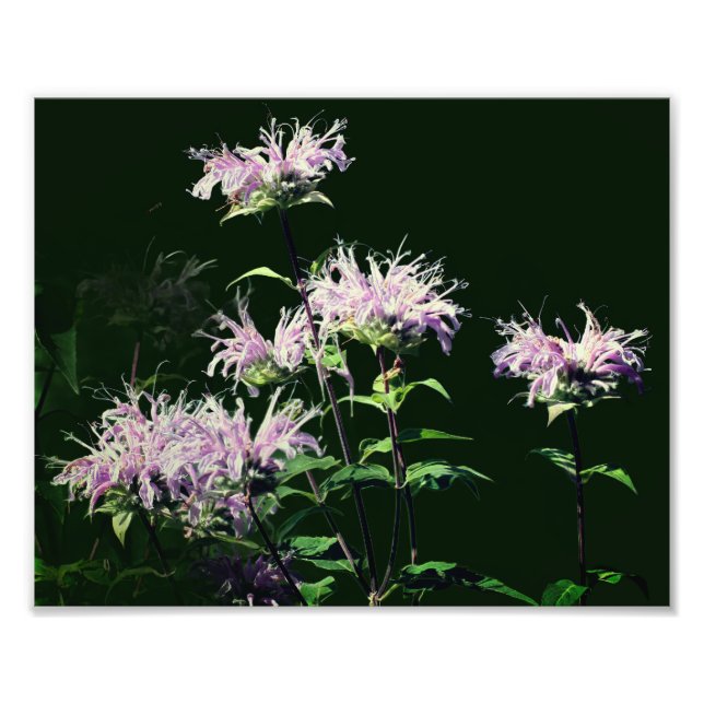 Vild Lila Be Balm Flowers 8x10 Fototryck (Framsidan)