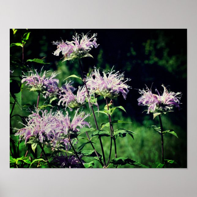 Vild Lila Bee Balm Poster (Framsidan)