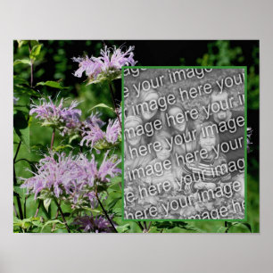 Vild Lila Bee Balm Ram Lägg till ditt foto Poster