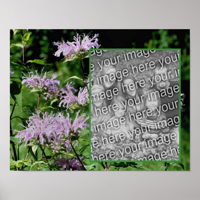 Vild Lila Bee Balm Ram Lägg till ditt foto Poster (Framsidan)