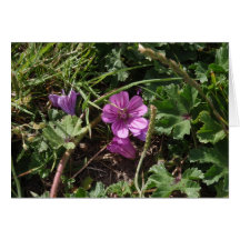Vild lila geranium
