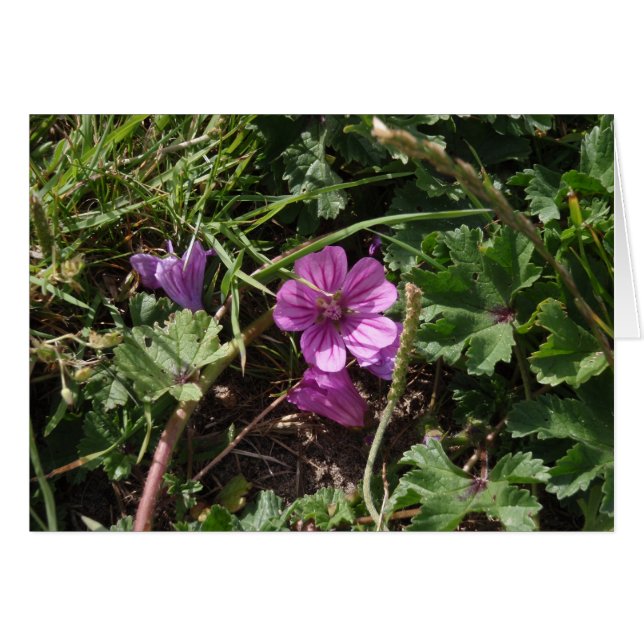 Vild lila geranium hälsningskort (Framsidan Horizontal)