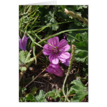 Vild lila geranium