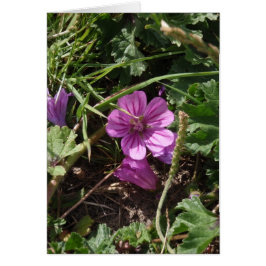 Vild lila geranium hälsningskort