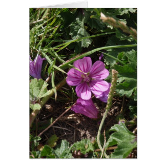 Vild lila geranium hälsningskort