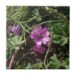 Vild lila geranium kakelplatta