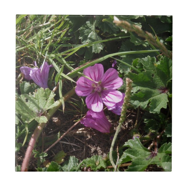 Vild lila geranium kakelplatta (Framsidan)