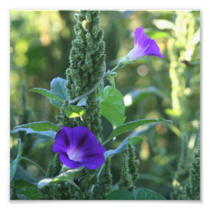 Vild Lila God morgon Glory Flowers 8x8 Fototryck