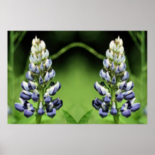Vild Lila Lupine Flower Spegel Abstrakt Poster