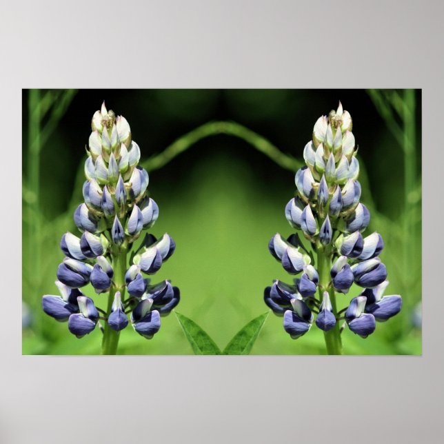 Vild Lila Lupine Flower Spegel Abstrakt Poster (Framsidan)