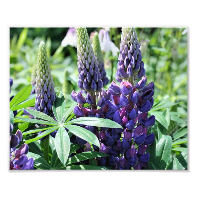 Vild Lila Lupines 10x8 Flower Fototryck (Framsidan)