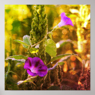 Vild Lila Morgonglasblommor Abstrakt Poster