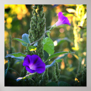 Vild Lila Morgonglasblommor Poster