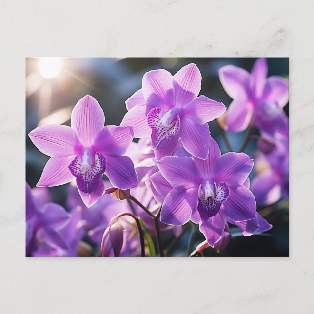 VILD LILA ORCHID FRÅN DOMINICA VYKORT (Framsida)