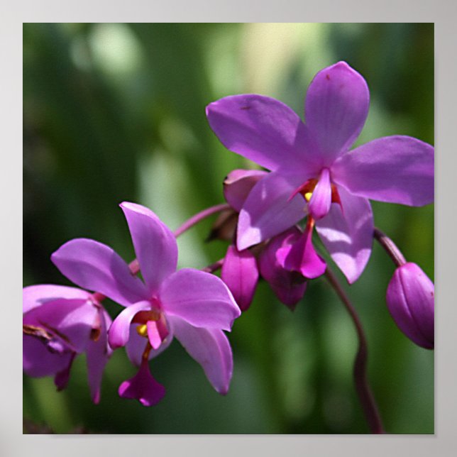 Vild Lila Orchids vid Poster (Framsidan)