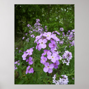 Vild Lila Periwinkle Flower Photogratograf Poster